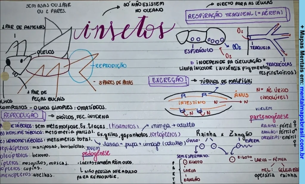 Mapa mental manuscrito sobre insetos, abordando características, reprodução, excreção e respiração traqueal.