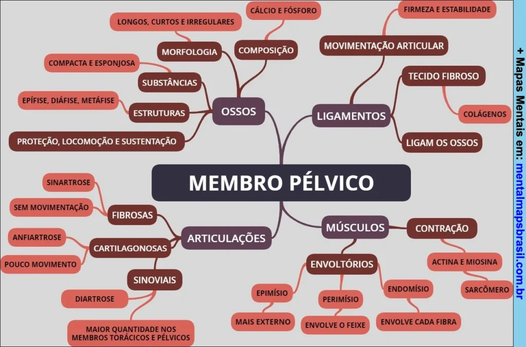 Mapa mental sobre o membro pélvico abordando ossos, articulações, ligamentos e músculos com suas características e funções.