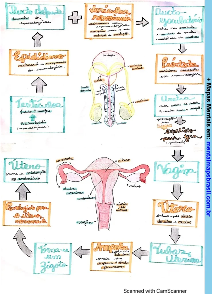 Diagrama ilustrativo do sistema reprodutor masculino e feminino com detalhamento das estruturas e suas funções relacionadas à reprodução.