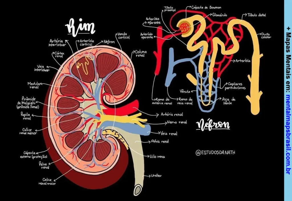 Ilustração detalhada do rim humano e néfron com identificação das principais partes e estruturas anatômicas.