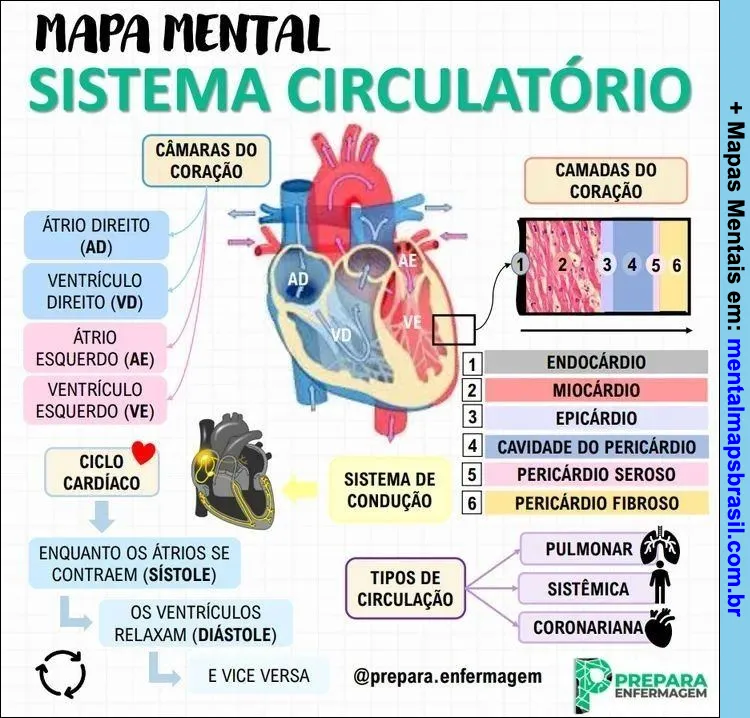 Mapa mental do sistema circulatório com câmaras do coração, ciclo cardíaco, sistema de condução, camadas do coração e tipos de circulação.