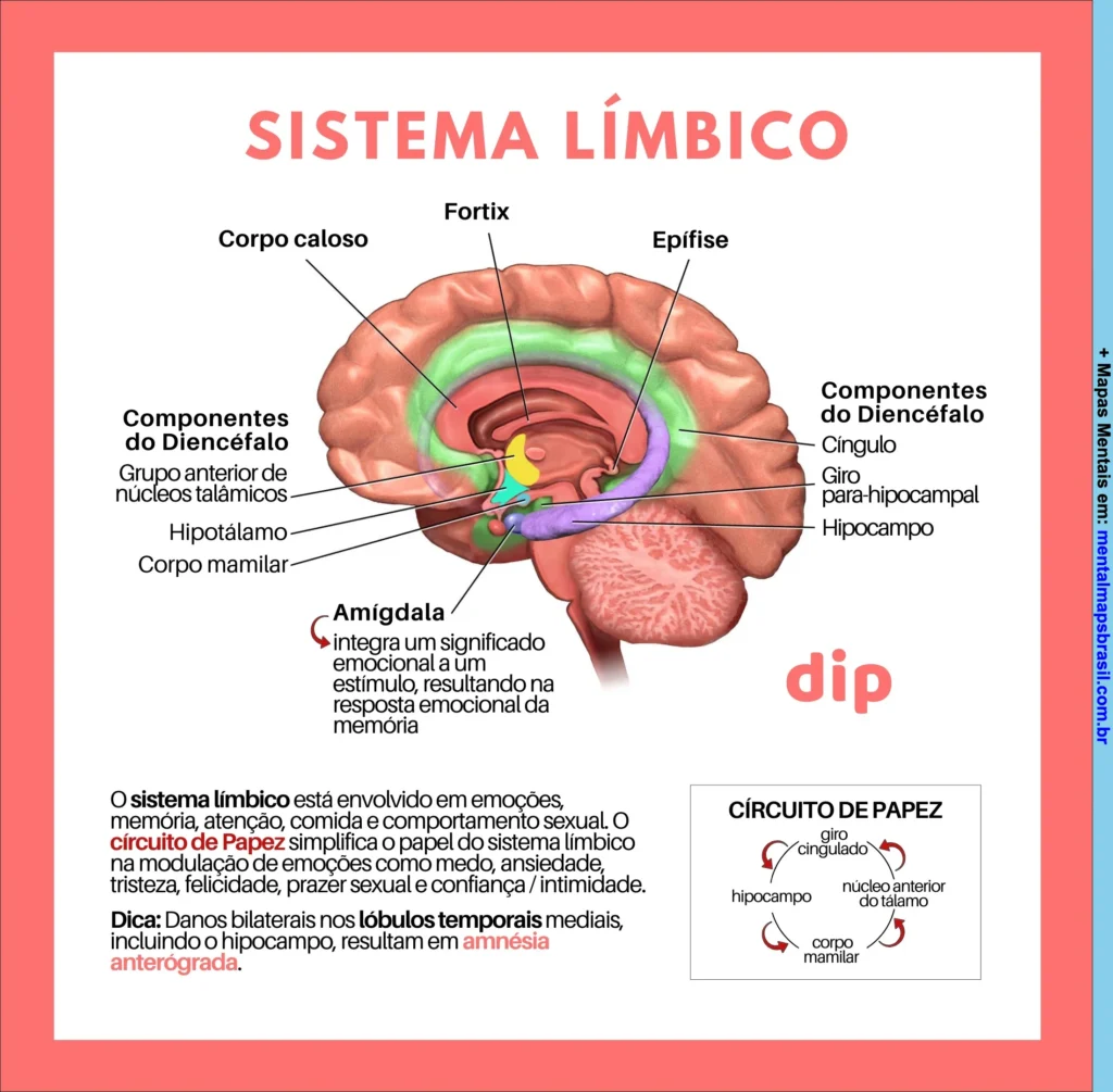 Ilustração anatômica e explicação sobre o sistema límbico, com indicação das suas principais estruturas e descrição do circuito de Papez e suas funções emocionais.