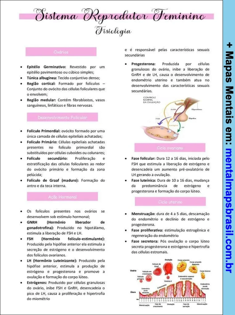 Mapa mental explicativo sobre o sistema reprodutor feminino, abordando a fisiologia dos ovários, desenvolvimento folicular, ação hormonal, ciclo ovariano e ciclo uterino.