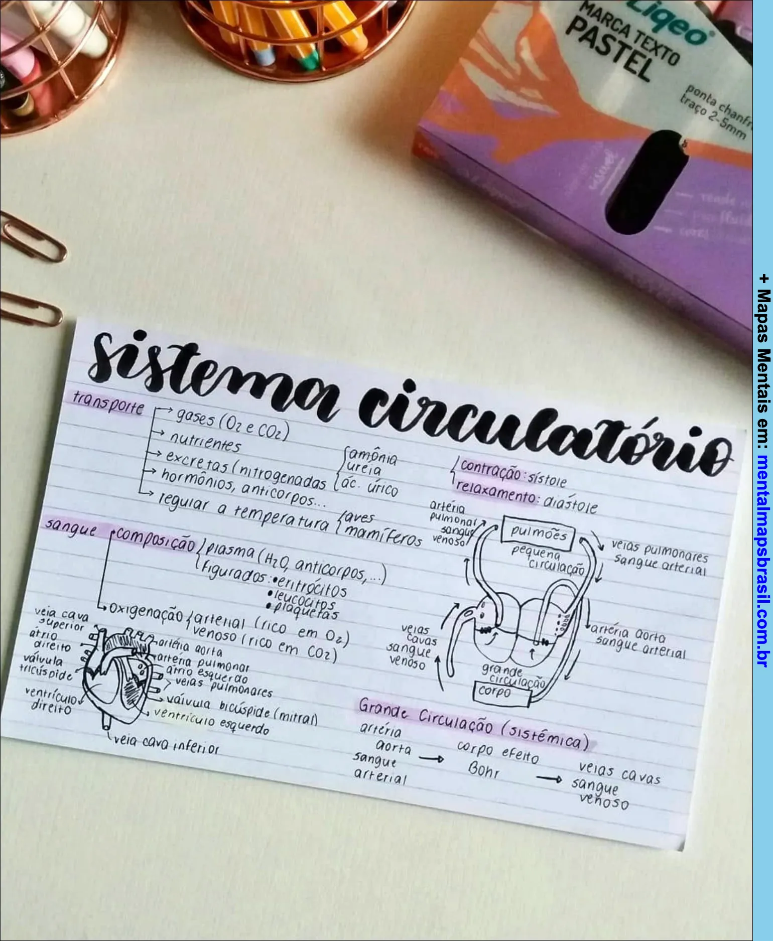 Mapa mental sobre o sistema circulatório, incluindo informações sobre transporte de gases, nutrientes, excretas, hormônios, regulação da temperatura e composição do sangue.
