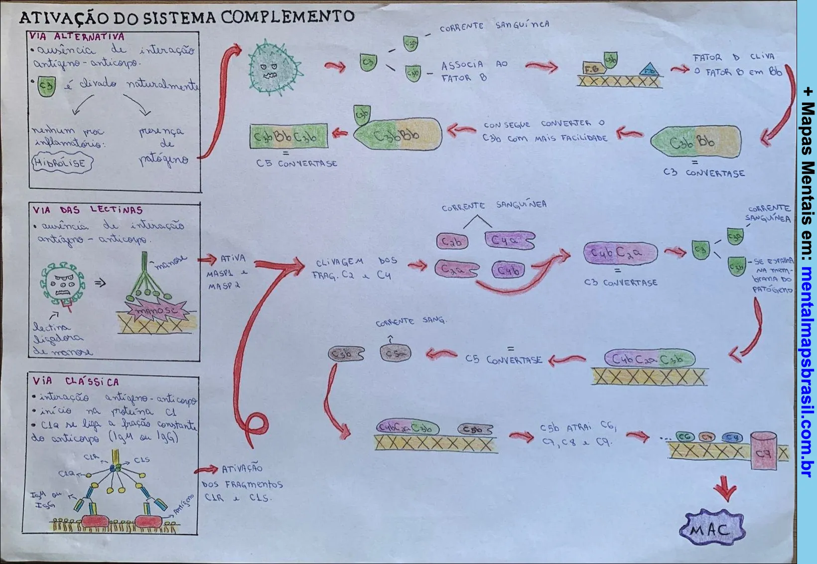 Mapeamento mental sobre a ativação do sistema complemento, mostrando as vias alternativa, das lectinas e clássica, com explicações detalhadas de cada processo.