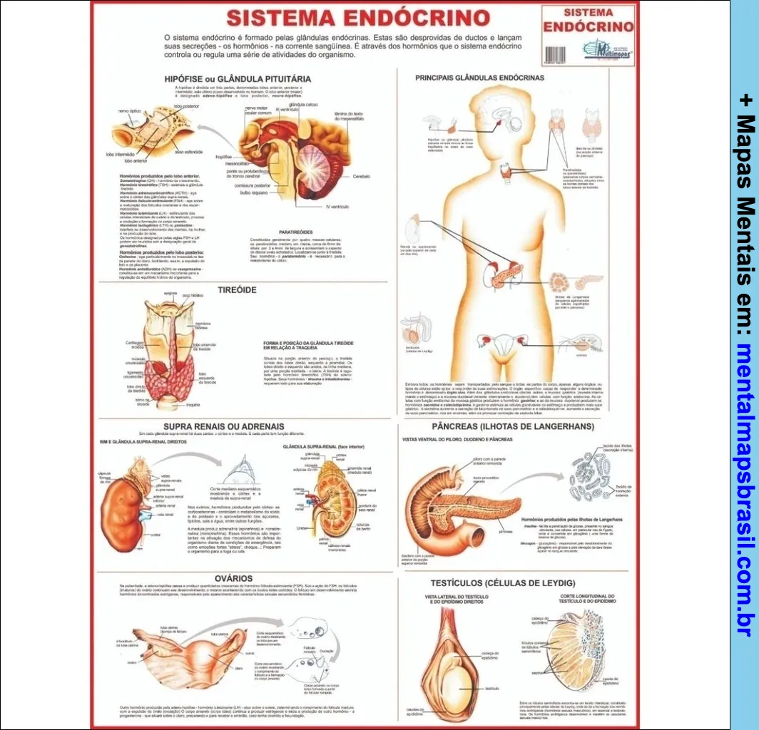 Mapa mental do sistema endócrino mostrando as principais glândulas endócrinas, incluindo a hipófise, tireoide, paratireoides, supra-renais, pâncreas, ovários e testículos, com descrições detalhadas de cada uma.