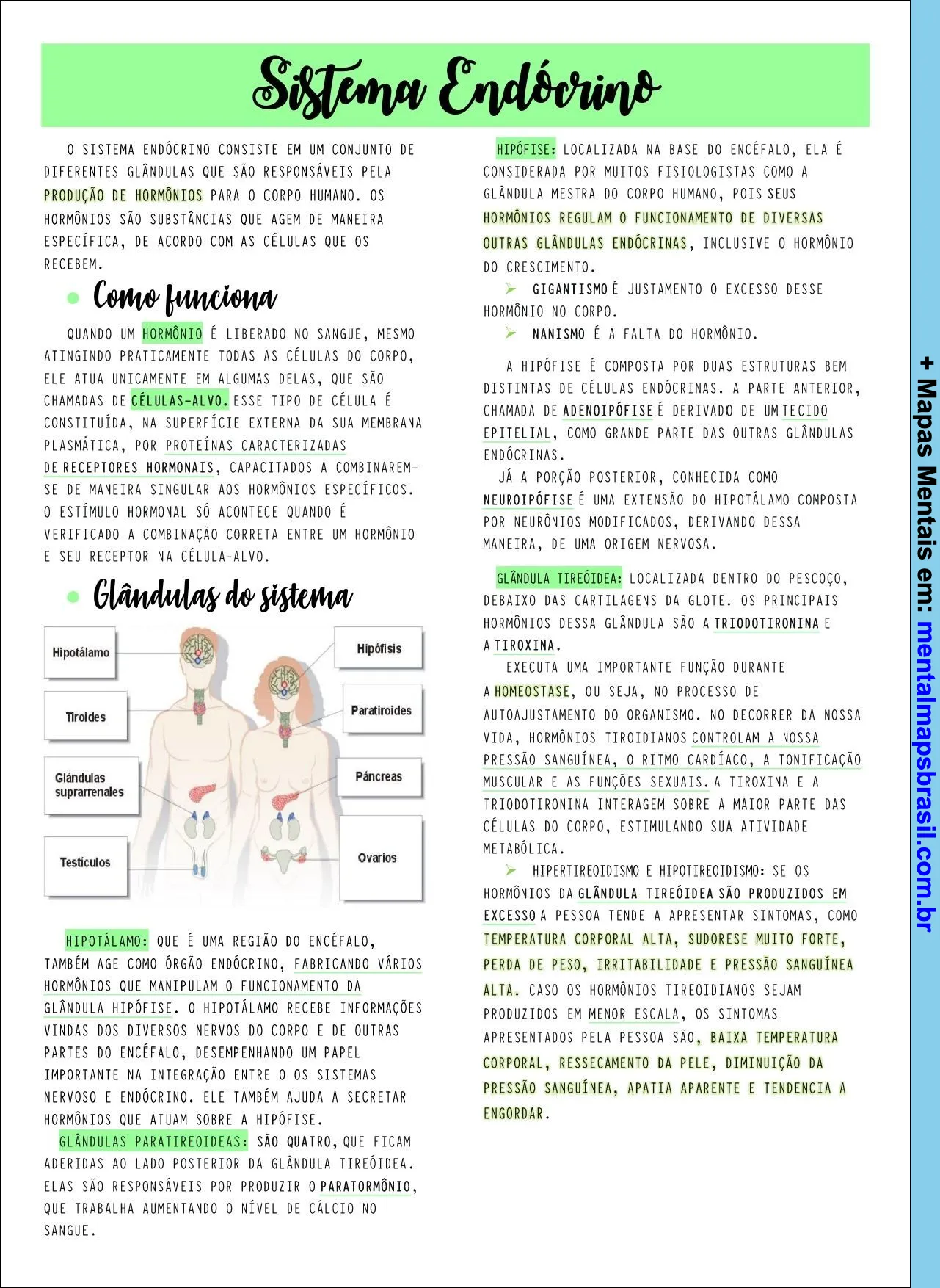 Mapa mental sobre o sistema endócrino, mostrando as glândulas e hormônios do corpo humano.