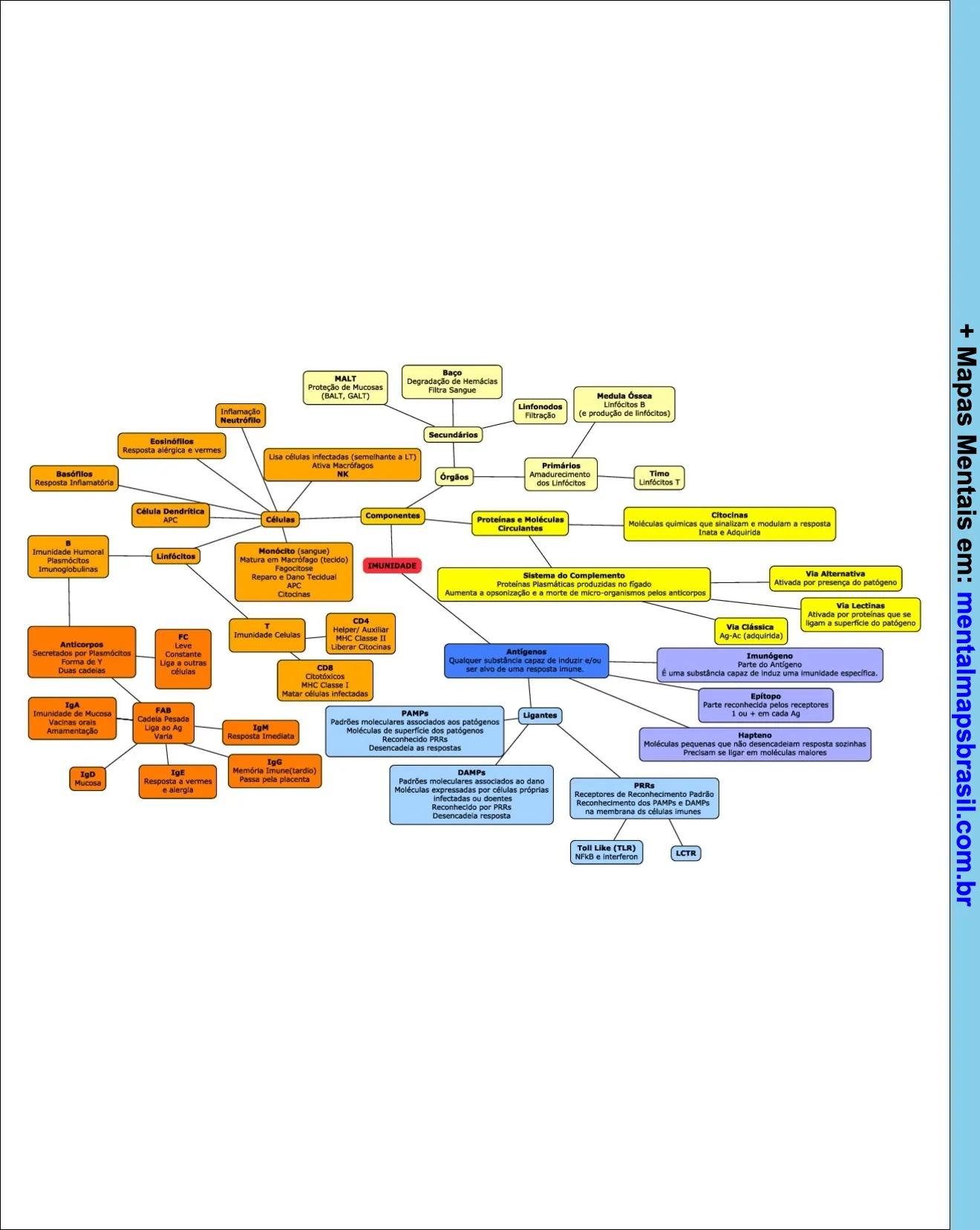 Mapa mental detalhando o sistema imune, incluindo células, anticorpos, órgãos e componentes envolvidos na imunidade inata e adquirida.