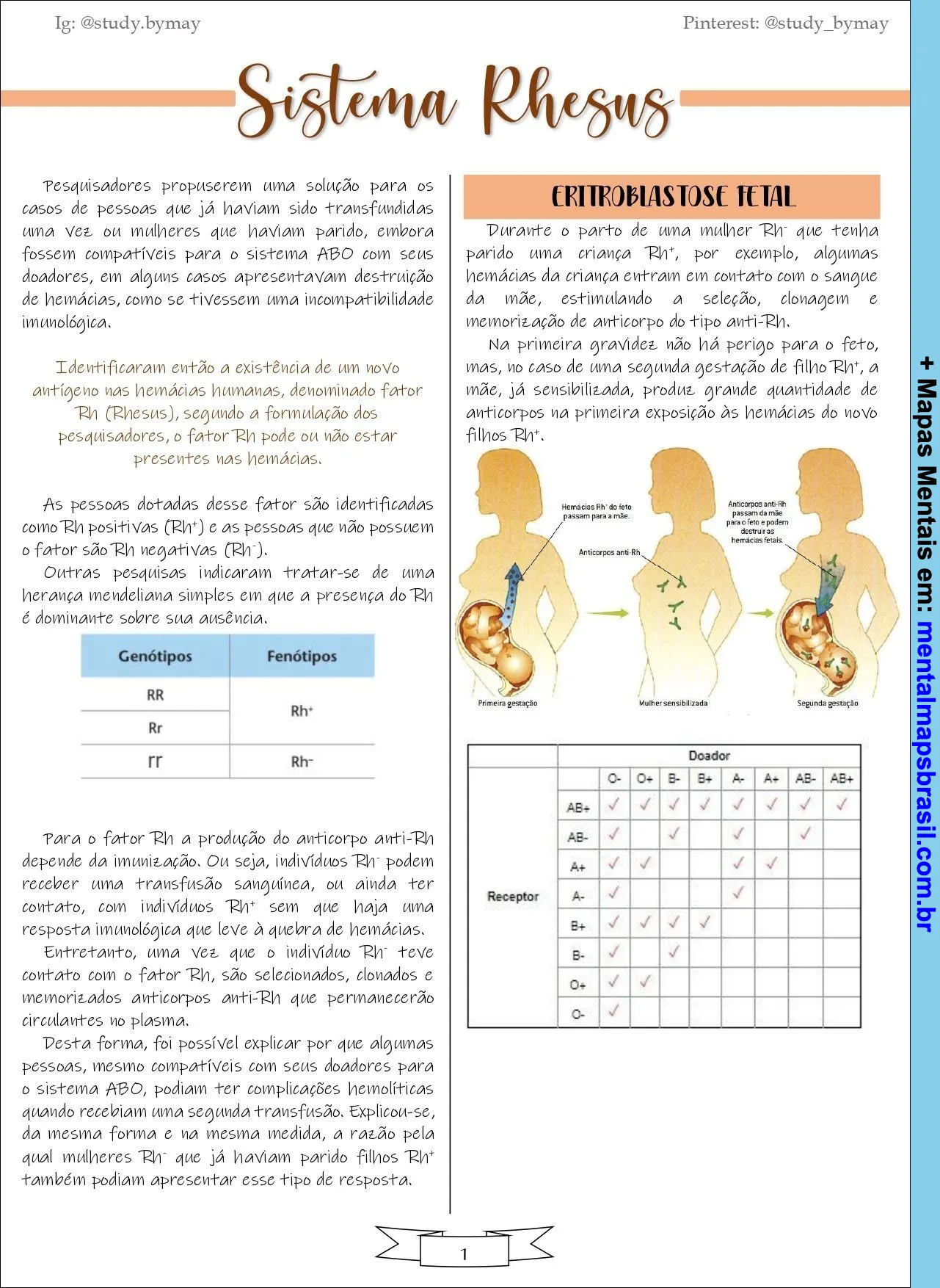 Mapa mental sobre o sistema Rhesus, fator Rh e eritroblastose fetal, explicando a compatibilidade sanguínea, genótipos, fenótipos e os riscos durante a gravidez.