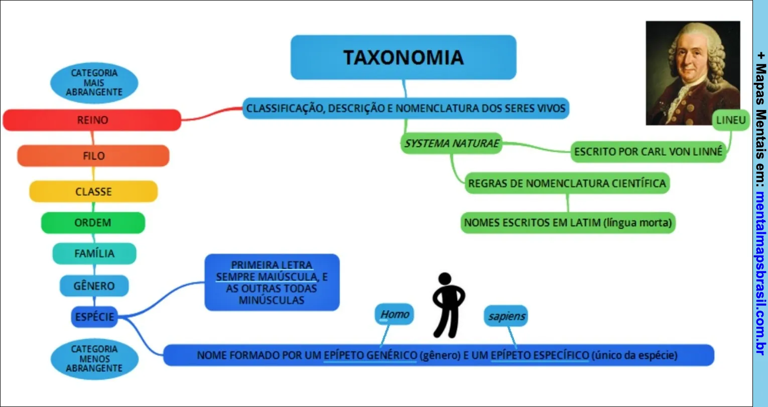 Mapa mental sobre taxonomia, mostrando a classificação, descrição e nomenclatura dos seres vivos segundo Lineu, com hierarquia de categorias como reino, filo, classe, ordem, família, gênero e espécie.