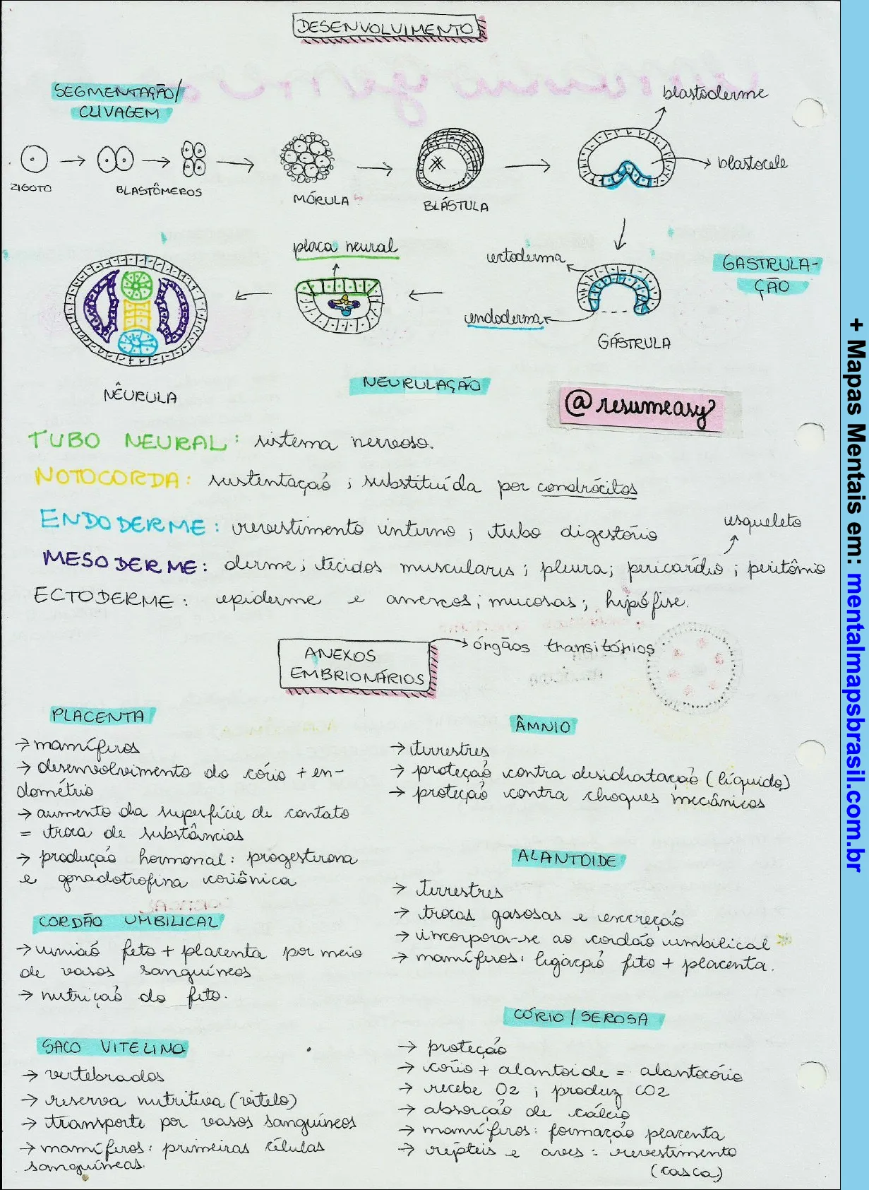 Mapa mental sobre desenvolvimento embrionário e anexos fetais, mostrando as etapas desde a segmentação até a neurulação, além de detalhes sobre a placenta, cordão umbilical, saco vitelino, âmnio, alantoide e cório/serosa.