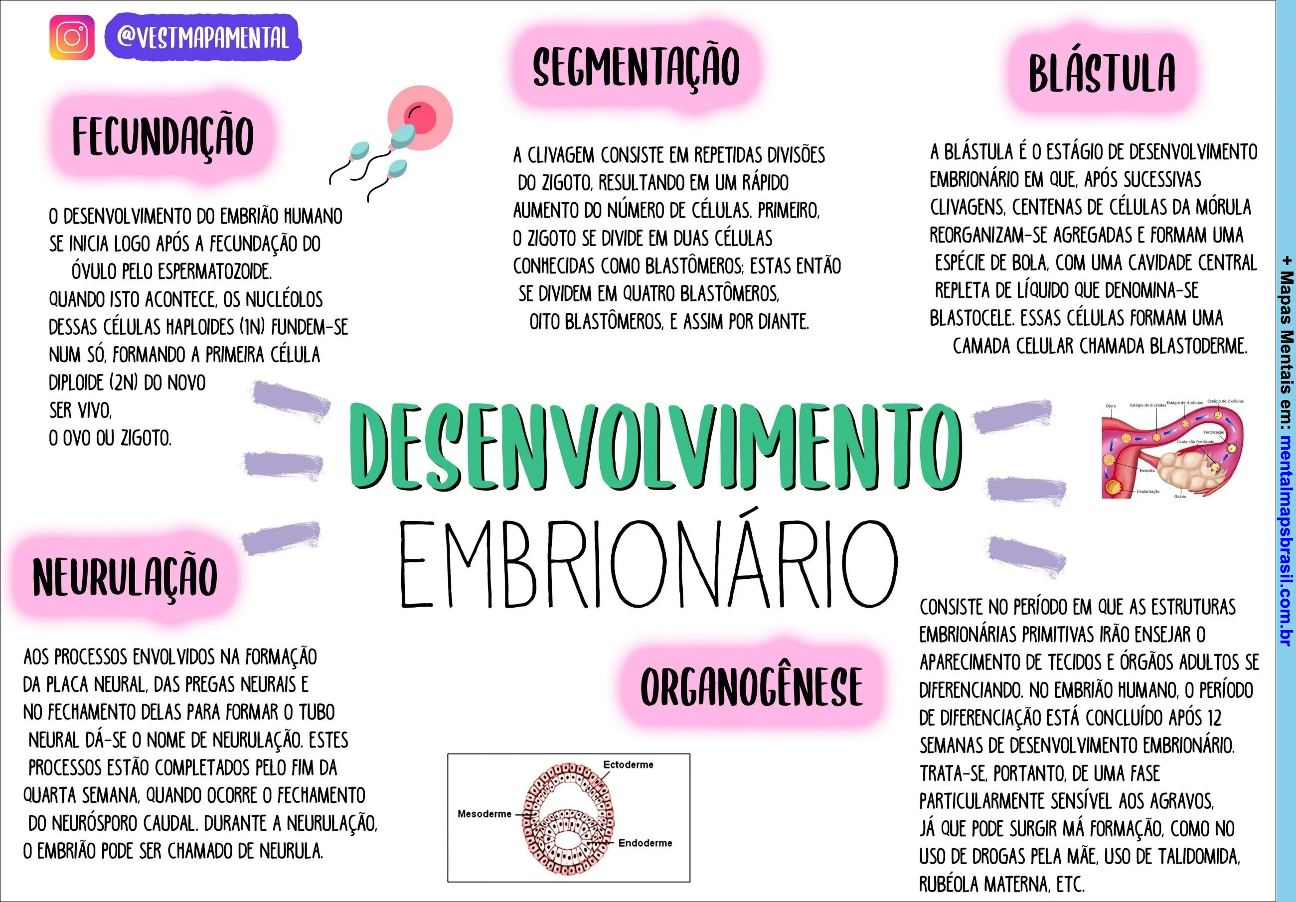 Mapa mental sobre desenvolvimento embrionário, incluindo etapas como fecundação, segmentação, blástula, neurulação e organogênese.