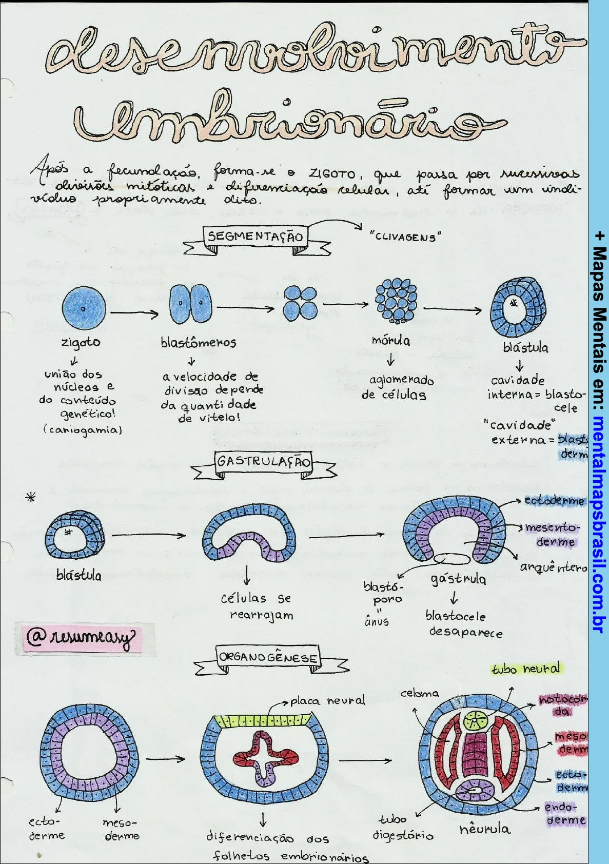 Mapa mental sobre desenvolvimento embrionário, incluindo segmentação, gastrulação e organogênese, com etapas detalhadas e ilustrações.