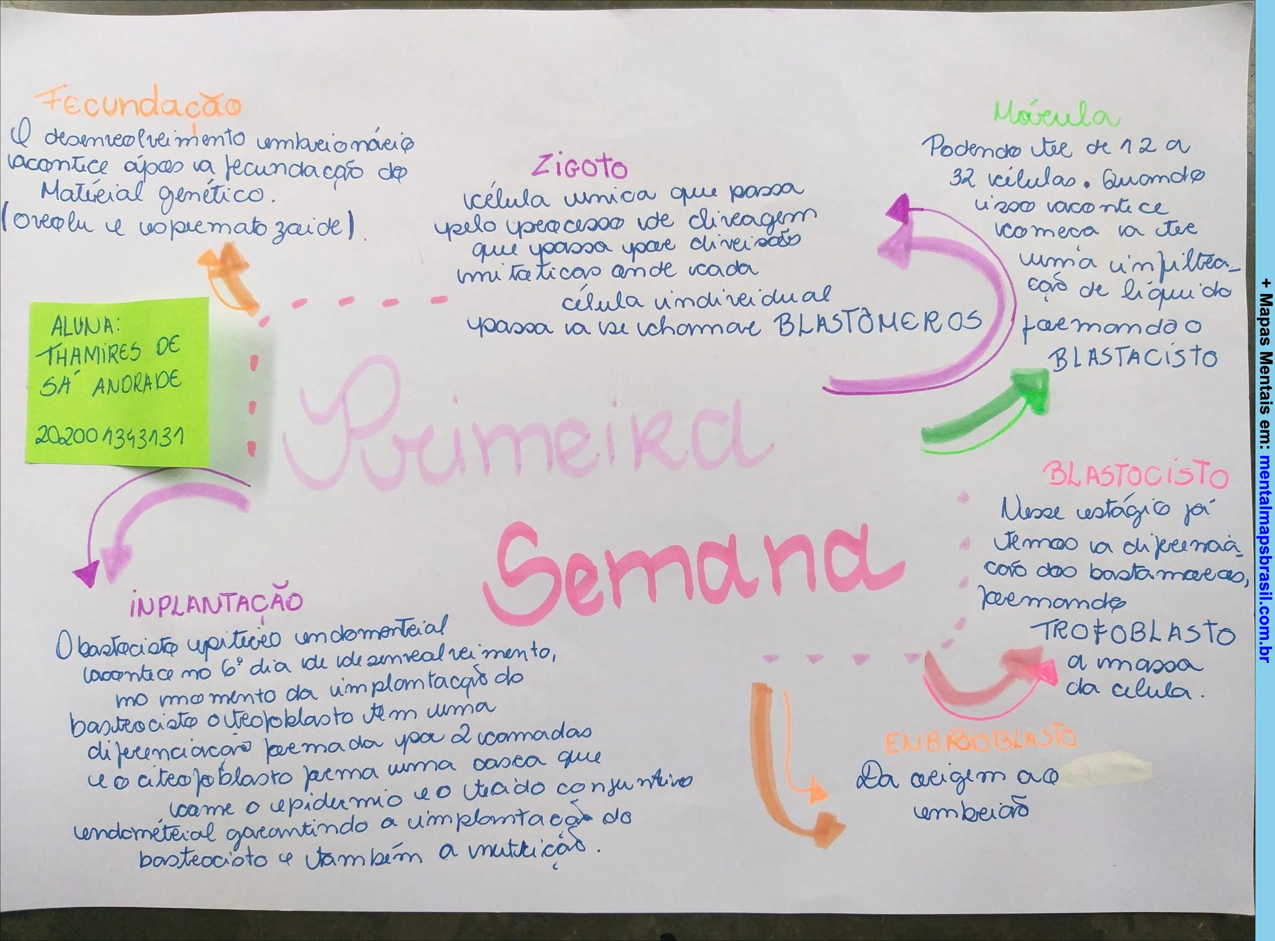 Mapa mental sobre o desenvolvimento embrionário na primeira semana após a fecundação, detalhando os estágios de zigoto, mórula, blastocisto e implantação.