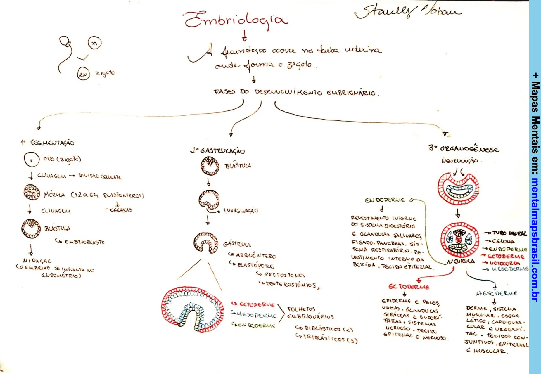Mapa mental sobre embriologia e desenvolvimento embrionário, detalhando as fases de segmentação, gastrulação e organogênese.