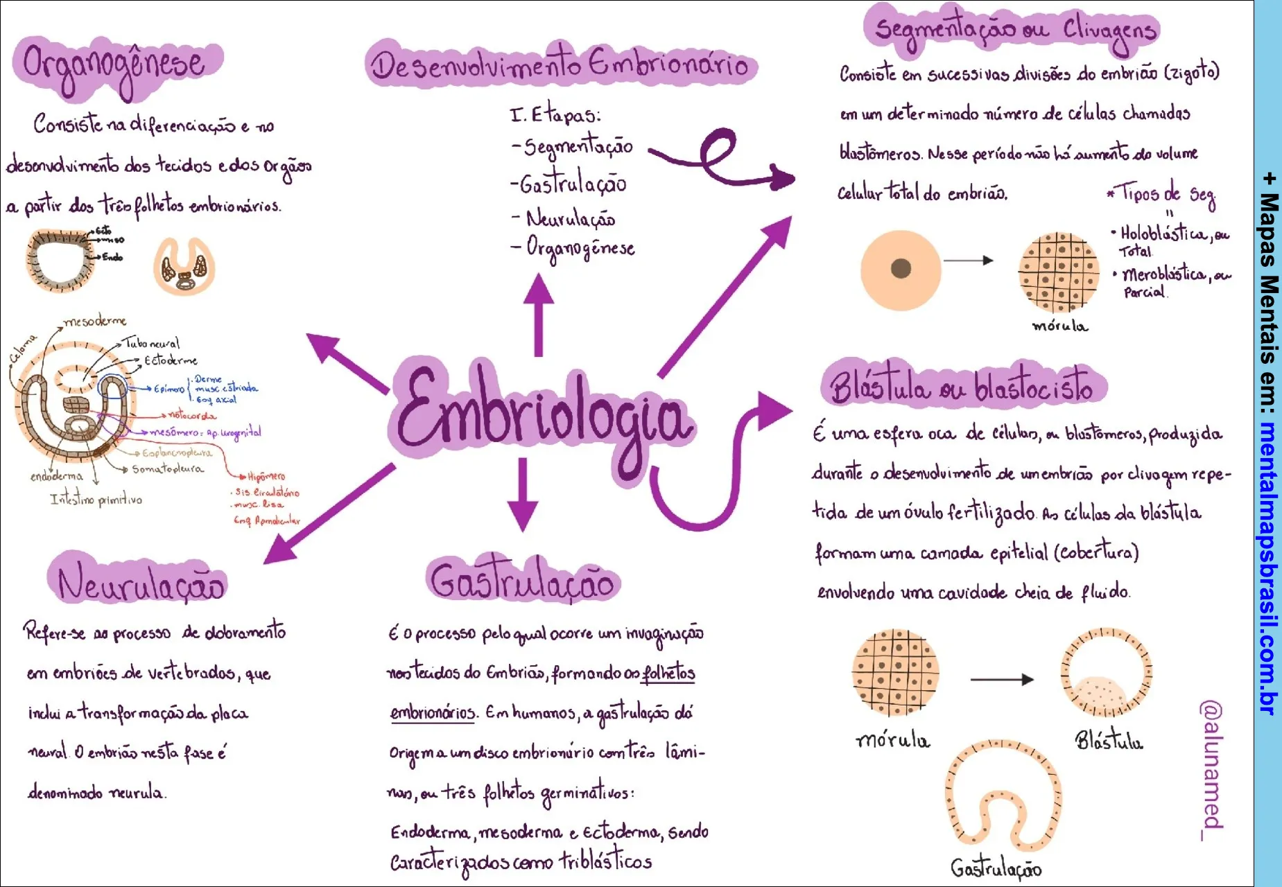 Mapa mental sobre embriologia e desenvolvimento embrionário, incluindo segmentação, blástula, gastrulação, neurulação e organogênese.