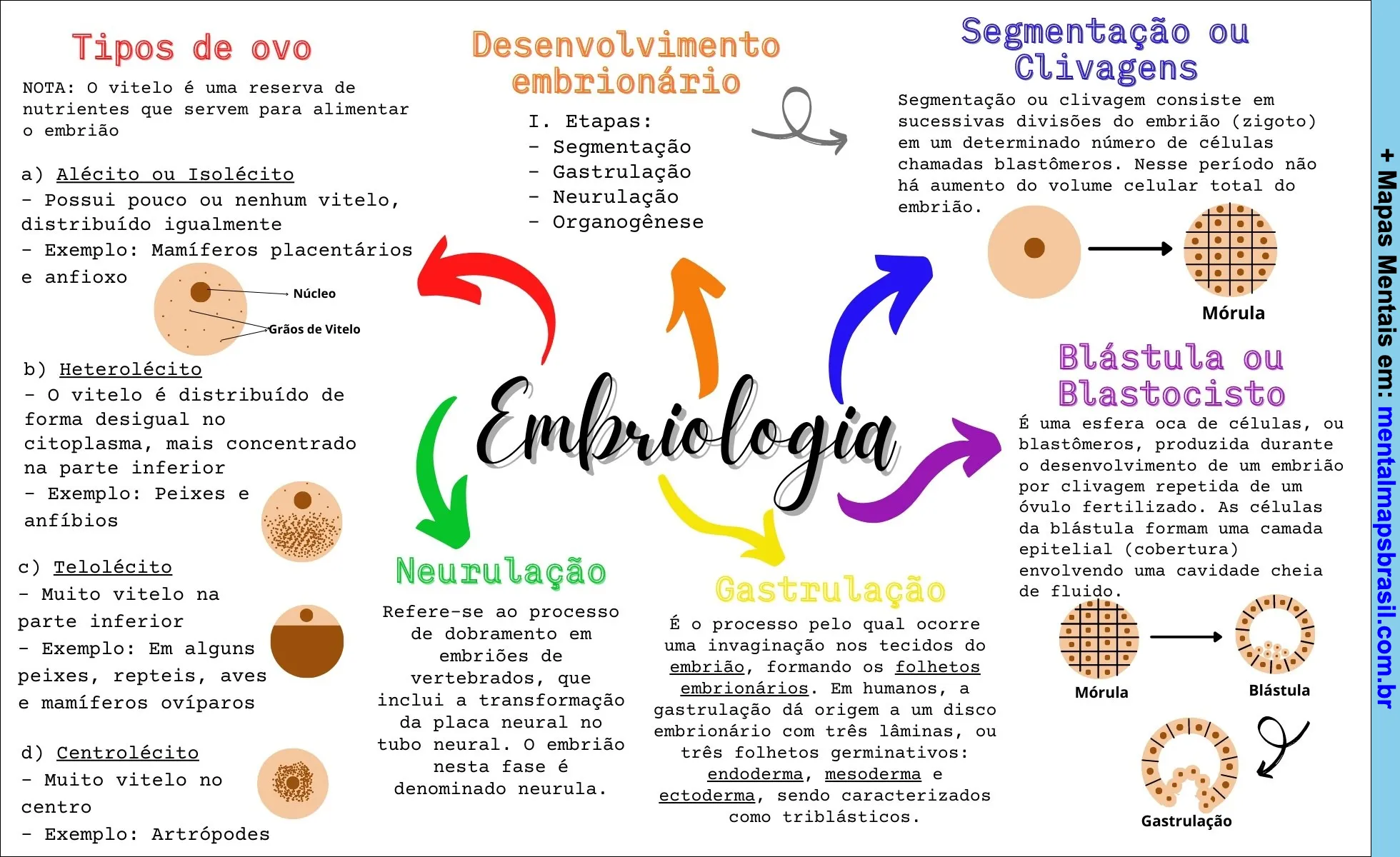 Mapa mental sobre embriologia, tipos de ovo, desenvolvimento embrionário e segmentação ou clivagens.