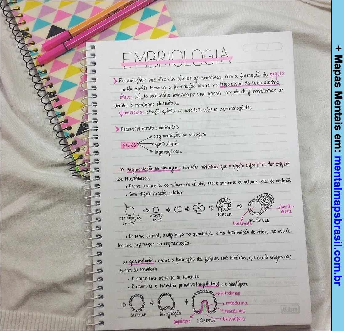Mapa mental sobre embriologia mostrando os processos de fecundação, desenvolvimento embrionário, segmentação, gastrulação e organogênese.