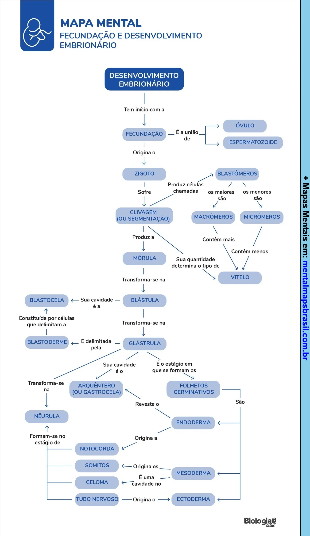 Mapa mental sobre fecundação e desenvolvimento embrionário, mostrando as etapas desde a fecundação até a formação dos folhetos germinativos.