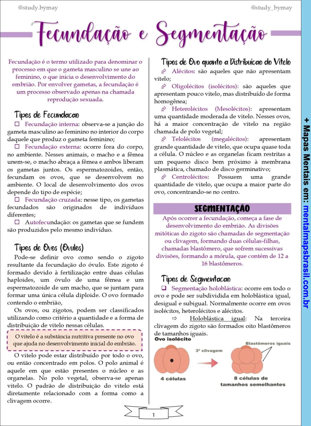 Mapa mental sobre fecundação e segmentação em embriologia, detalhando tipos de fecundação, tipos de ovos e tipos de segmentação.