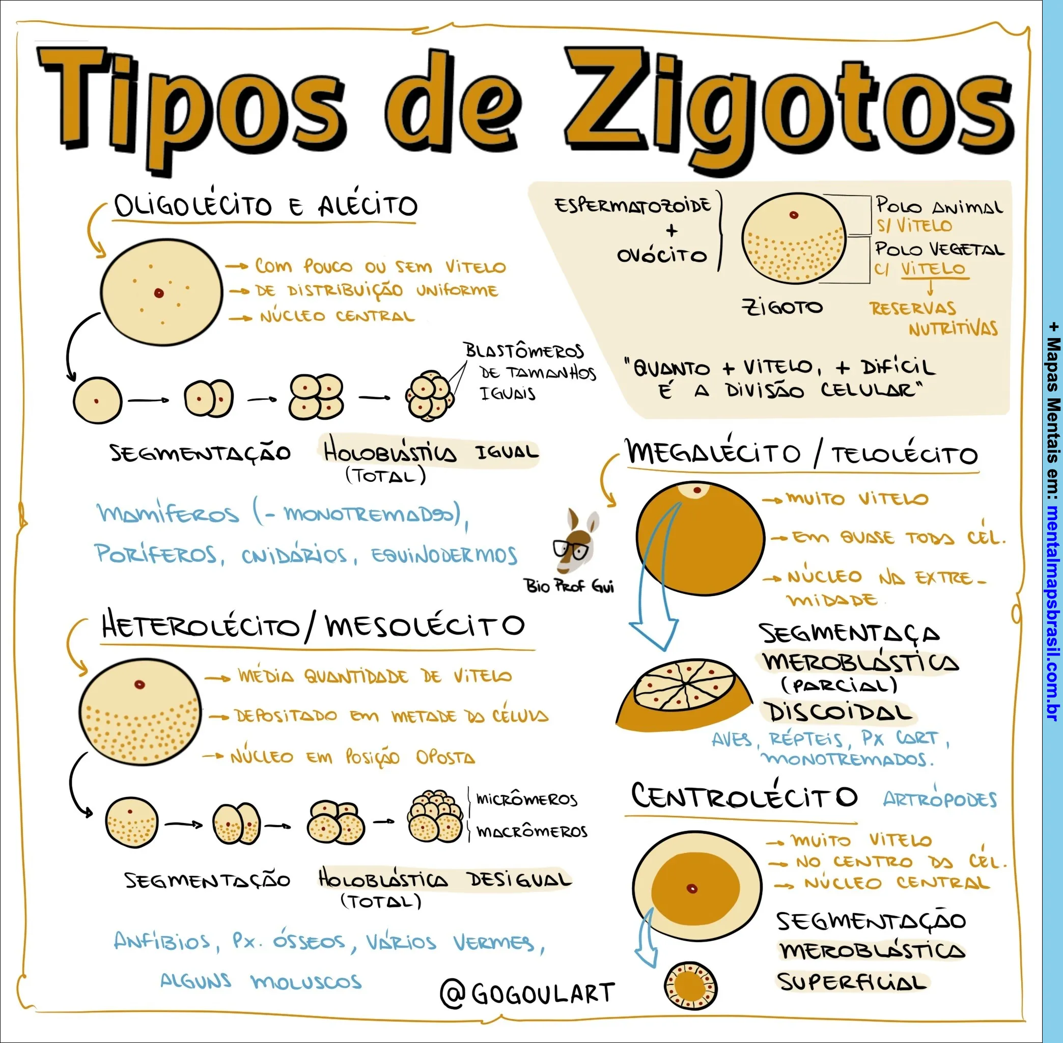 Um mapa mental detalhado ilustrando os tipos de zigotos: oligolécito, oligolécito e alécito, heterolécito/mesolécito, megalécito/telolécito e centrolécito. O diagrama compara a quantidade de vitelo, a distribuição nuclear, o tipo de segmentação celular (holoblástica igual, holoblástica desigual, meroblástica discoidal e meroblástica superficial) e cita os grupos animais onde cada tipo é encontrado, como mamíferos, anfíbios, répteis e artrópodes.
