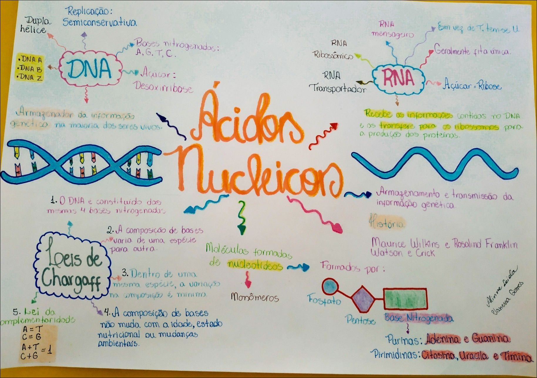 Um mapa mental sobre ácidos nucleicos, focando em DNA e RNA, incluindo suas estruturas, funções e leis de Chargaff.