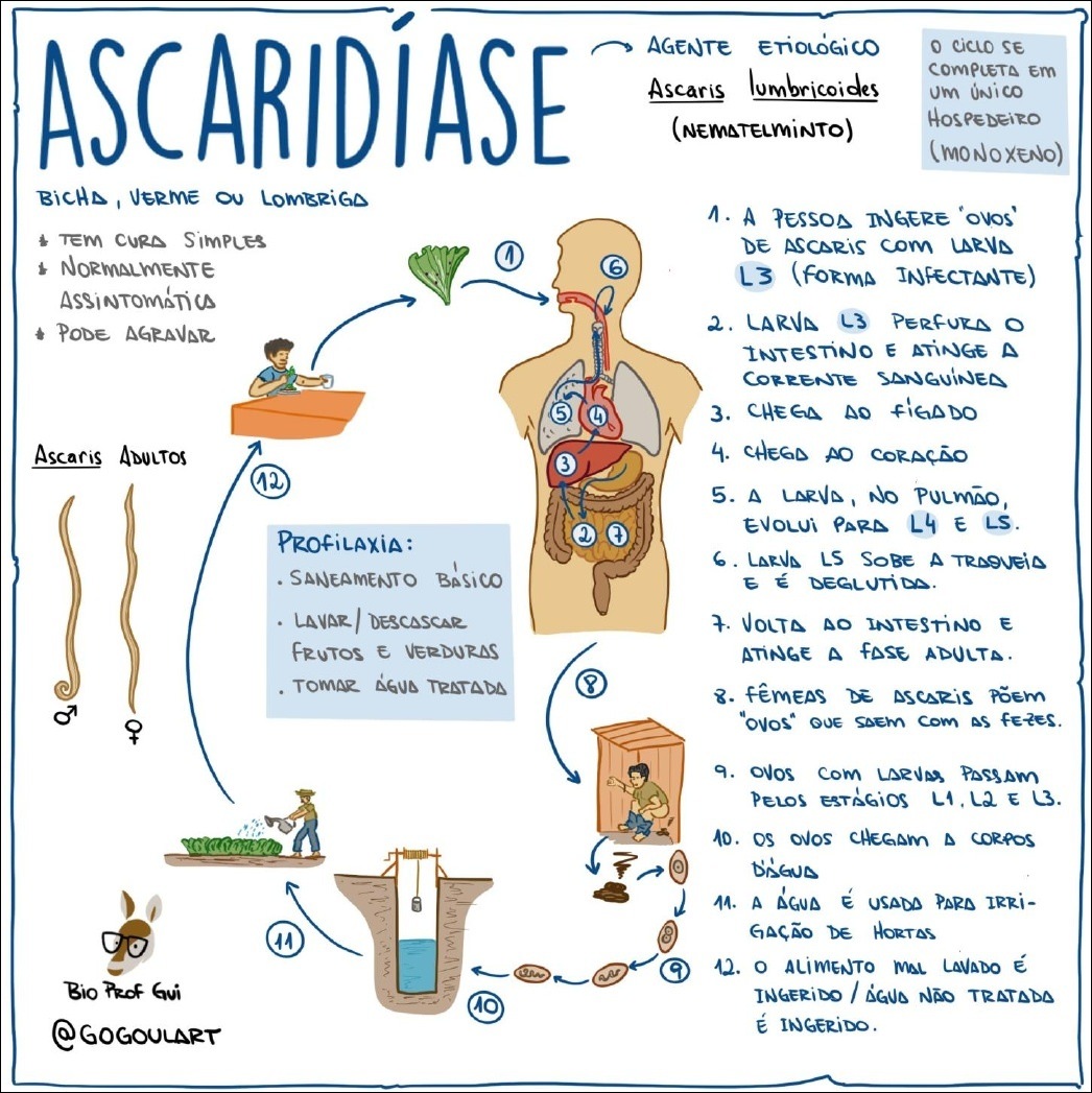 Mapa mental sobre ascaridíase, mostrando o ciclo de vida do Ascaris lumbricoides, métodos de prevenção e informações sobre a doença.