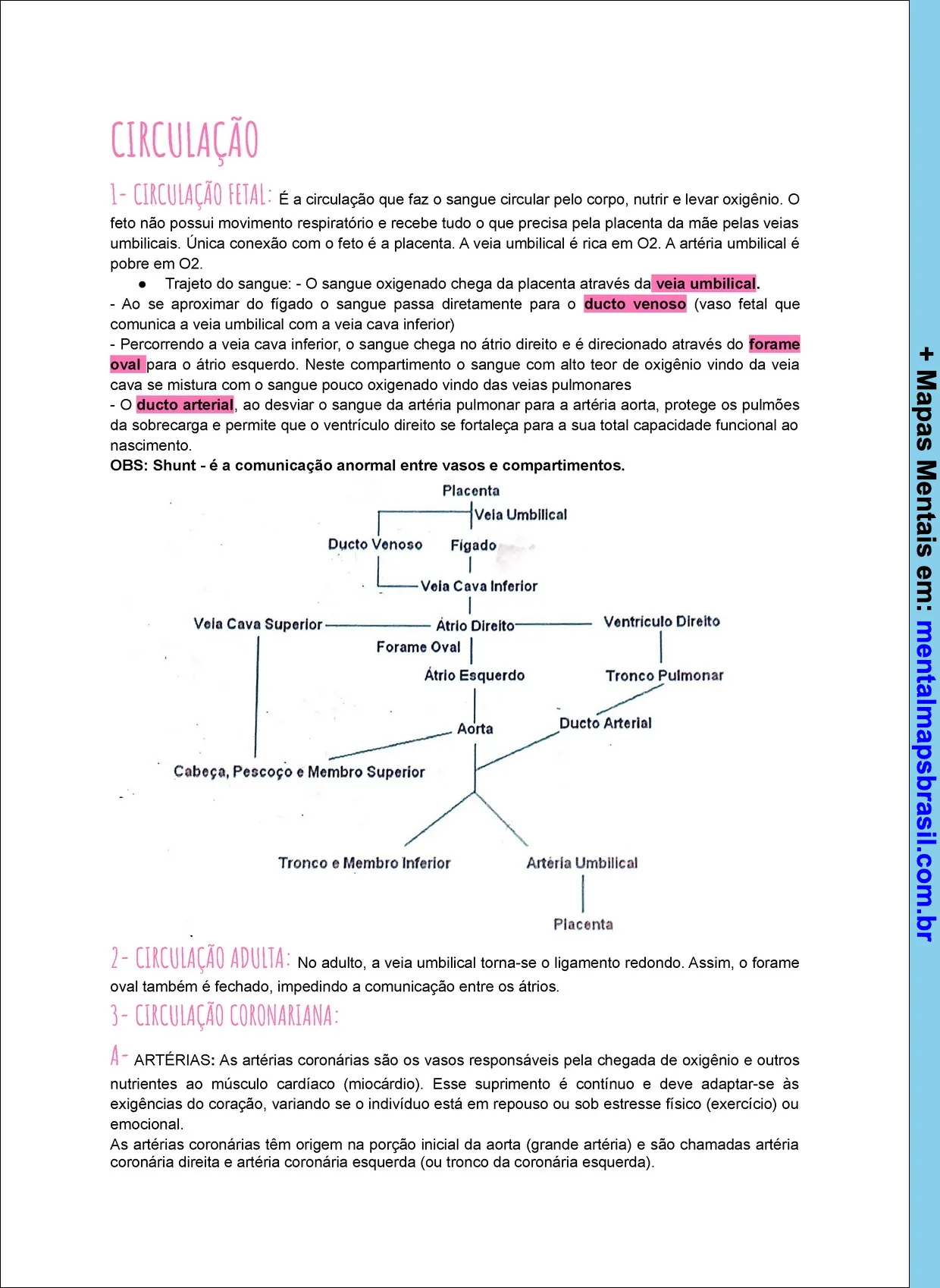 Mapa mental sobre circulação fetal, adulta e coronariana, detalhando o trajeto do sangue e as estruturas envolvidas.