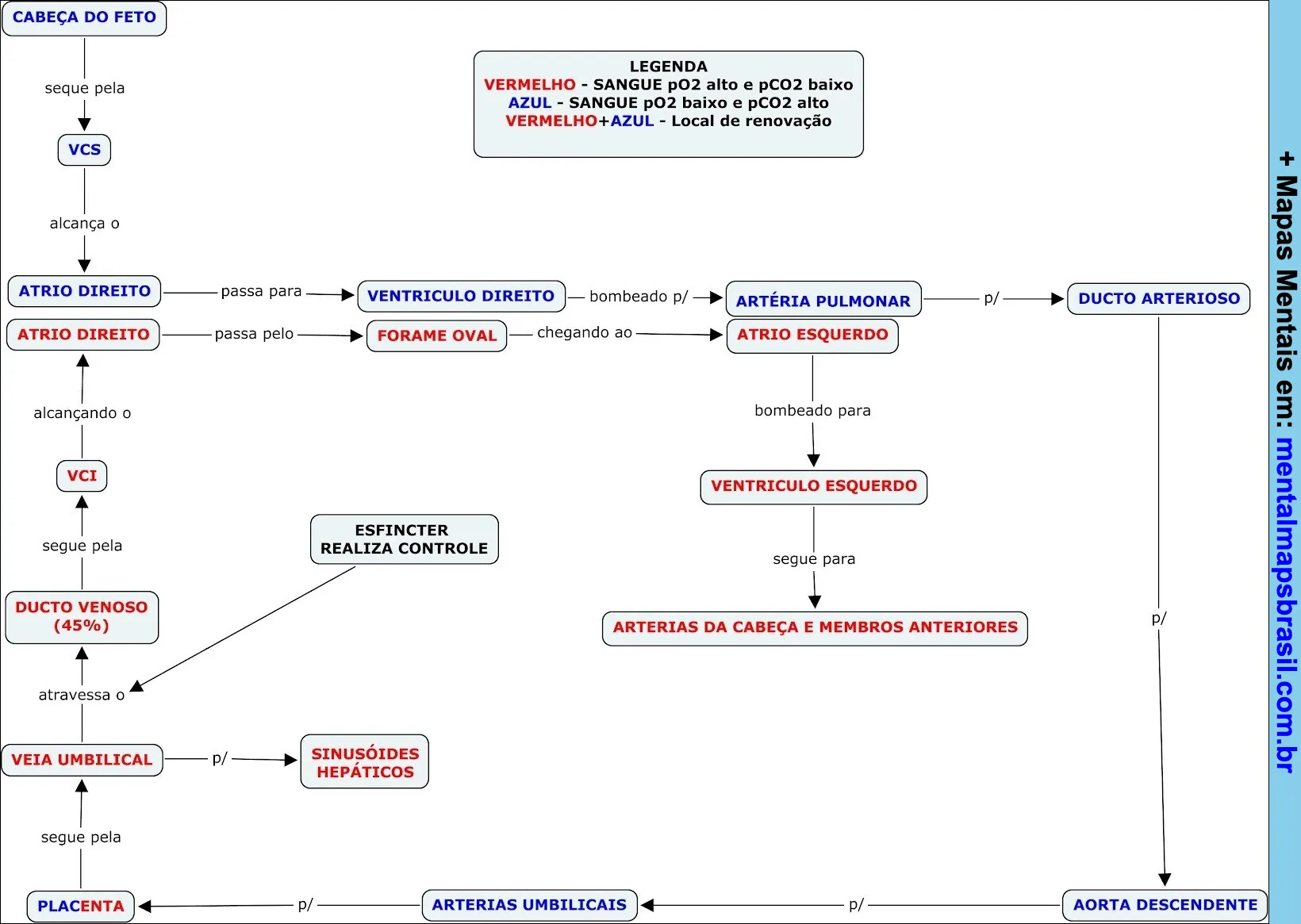 Mapa mental sobre a circulação fetal, mostrando o fluxo de sangue entre o coração, placenta e vasos sanguíneos do feto, com legendas explicativas sobre tipos de sangue e locais de renovação.